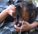 На послушание и выдержку проверяют служебных собак на Сахалине (ФОТО)