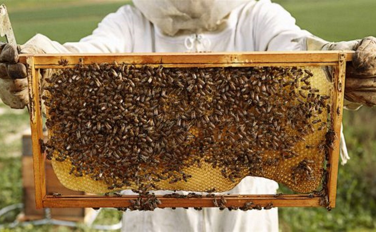 Сахалинские пасечники похвастались урожаем мёда в этом году
