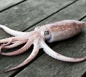 Сахалинский производитель рыбы скрыл информацию об отходах от кальмара и получил предостережение