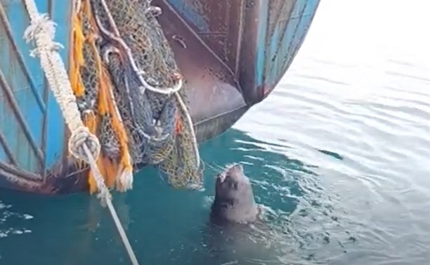 Толстенький сивуч в Северо-Курильске рвет рыбакам сети, чтобы добраться до камбалы