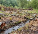 Жители Горнозаводска сообщают, что кто-то вырубил деревья на окраине села