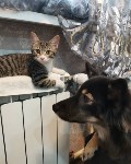 На конкурс astv.ru прислали больше ста фото теплолюбивых сахалинских котиков, и они потрясающие, Фото: 42