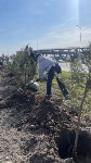 Новая аллея появилась у аэровокзала в Южно-Сахалинске, Фото: 2
