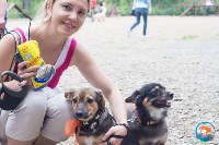 В рамках выставки беспородных собак в Южно-Сахалинске 8 питомцев обрели хозяев, Фото: 163