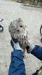 Сову уберегли от ворон спасатели Южно-Сахалинска: Фото 3 Сову уберегли от ворон спасатели Южно-Сахалинска, Фото: 3