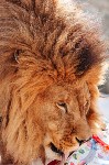 Курицу, говядину, свинку, ослика и мяч подарили африканскому льву в Южно-Сахалинске, Фото: 3