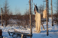 Якутские олени обживаются на севере Сахалина: фоторепортаж из Ногликского района, Фото: 29