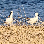 Редких птиц заметили на озере Тауро в Углегорском районе, Фото: 5