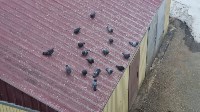 Голуби атаковали многоэтажку в Ногликах, Фото: 5