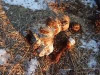 Обломки фронтового самолета и пряжки от парашютной системы экипажа найдены в Макаровском районе , Фото: 7