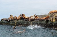 "Бумеранг" знакомит сахалинцев с краснокнижными сивучами, Фото: 4