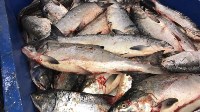 Десять тонн лосося изъяли у сахалинских браконьеров за неделю, Фото: 8