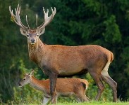 Алтайские маралы поселились в сахалинском зоопарке , Фото: 2