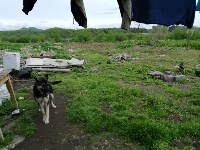 Холмская администрация пожаловалась на нарушителей благоустройства, Фото: 3
