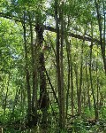 Сахалинец нашёл в глухом лесу огромный строительный кран, Фото: 4