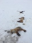 Трех лисиц жестоко убили отдыхающие в Охинском районе, Фото: 3