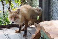 Посетителям Сахалинского зоопарка показали зверят, родившихся в 2017 году, Фото: 2