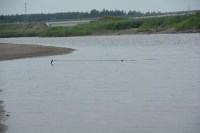 Экологи: К концу горбушевой путины нерестовые реки юго-востока Сахалина остались практически пустыми, Фото: 9