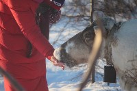 Якутские олени обживаются на севере Сахалина: фоторепортаж из Ногликского района, Фото: 56