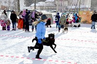 Собачьи бега в Южно-Сахалинске, Фото: 22