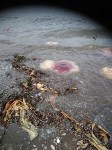 Десятки полярных цианей прибило к берегу в Холмске, Фото: 2