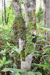Растения Кунашира и Итурупа изучили сахалинские биологи, Фото: 3