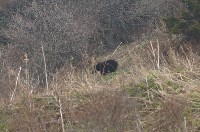 Сахалинцы встретили семью медведей, Фото: 6