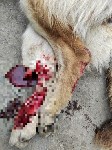 Автолюбитель средь бела дня насмерть сбил собаку в Холмске, Фото: 1