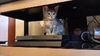 Мужчину, кота и кошку спасли при пожаре в Южно-Сахалинске, Фото: 1