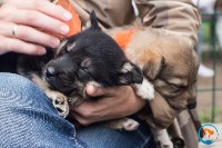 В рамках выставки беспородных собак в Южно-Сахалинске 8 питомцев обрели хозяев, Фото: 55