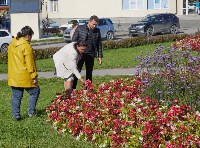 Около 80 тысяч тюльпанов осенью высадят в Южно-Сахалинске, Фото: 6