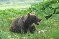Медведь ел сгущёнку на полигоне в Северо-Курильске, Фото: 3