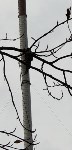 В районе городского парка в Южно-Сахалинске демонтируют 60-метровую антенну, Фото: 4