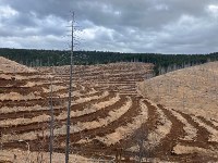 Лесовосстановление, Фото: 2