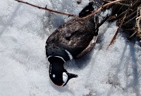 Десятки мёртвых птиц обнаружили на Курилах , Фото: 4