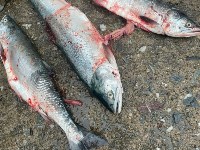 Красную икру и сотни лососей изъяли сотрудники ДПС у двух водителей на Сахалине, Фото: 9