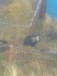Двух молодых медведей заметили недалеко от школы в Курильске, Фото: 6
