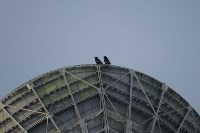 Вороны свили гнёзда на 15-метровой "Орбите" на Северных Курилах, Фото: 4