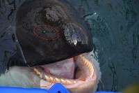 Эксперты: у белух и косаток в "китовой тюрьме" быстро развиваются кожные заболевания, Фото: 8