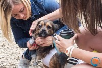 В рамках выставки беспородных собак в Южно-Сахалинске 8 питомцев обрели хозяев, Фото: 78