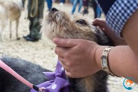 В рамках выставки беспородных собак в Южно-Сахалинске 8 питомцев обрели хозяев, Фото: 167