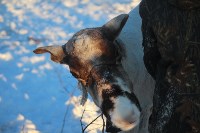 Якутские олени обживаются на севере Сахалина: фоторепортаж из Ногликского района, Фото: 20