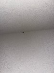 Тараканы заполонили квартиры в подъезде дома в Новоалександровске, Фото: 2