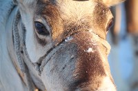Якутские олени обживаются на севере Сахалина: фоторепортаж из Ногликского района, Фото: 3