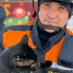 Кота, просидевшего два дня на дереве, спасли в Южно-Сахалинске, Фото: 1