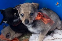 В рамках выставки беспородных собак в Южно-Сахалинске 8 питомцев обрели хозяев, Фото: 186