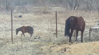 Две лошади самостоятельно ищут пропитание на окраине Южно-Сахалинска, Фото: 3