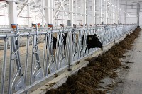 На Сахалин привезли больше 200 коров для нового молочного производства , Фото: 6