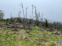 Лес в Корсаковском районе, который якобы восстановили, Фото: 3