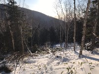 Сахалинские экологи выявили масштабную рубку леса на горе Большевик, Фото: 4